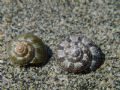 Gibbula ardens
